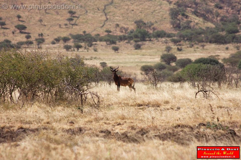 Ethiopia - Netch Sar Park - 71 - Swaynes Hartebeest.jpg